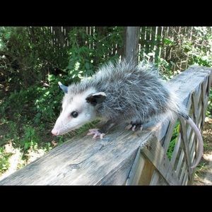 Meet your Posher, Brad